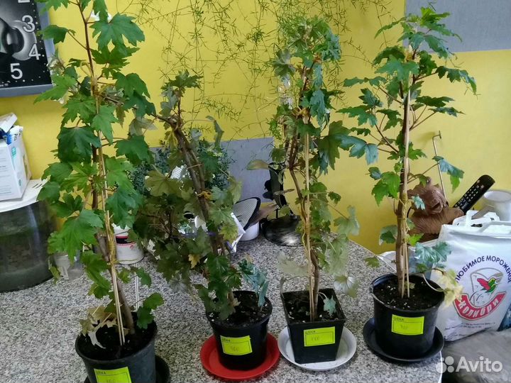 Бегония Дрега каудексная