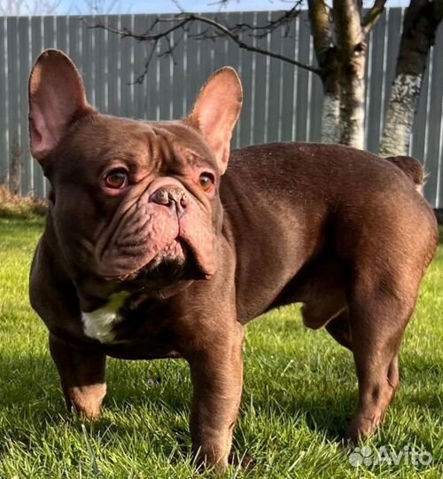 Вязка. Шоколад. Французский бульдог