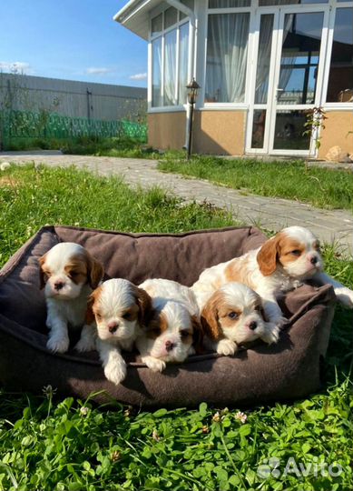 Кавалер Кинг Чарльз Спаниэль