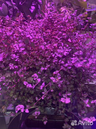 Каллизия, традесканция mini