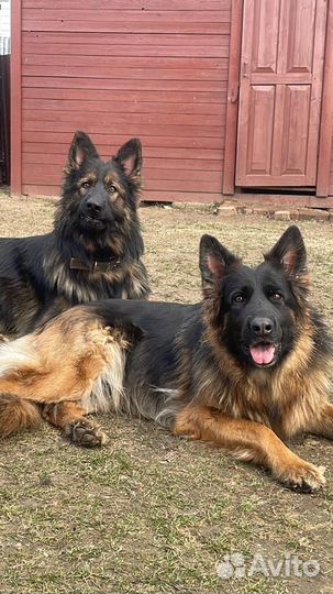 Щенки немецкой овчарки в добрые руки