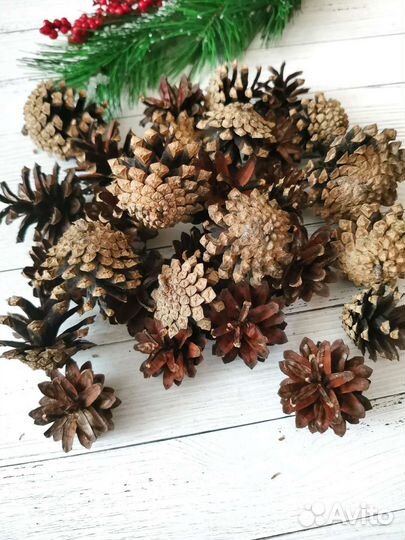 Шишки сосновые