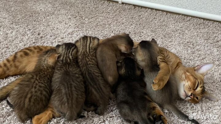 Абиссинские котята метисы