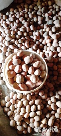 Продукты питания