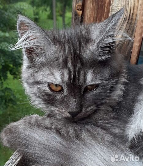 Кошки