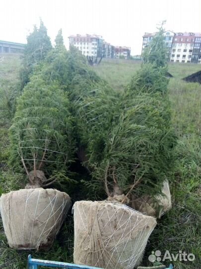 Услуги пересадчика крупномерных деревьев