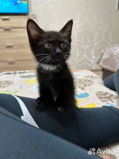 Котенок в хорошие руки