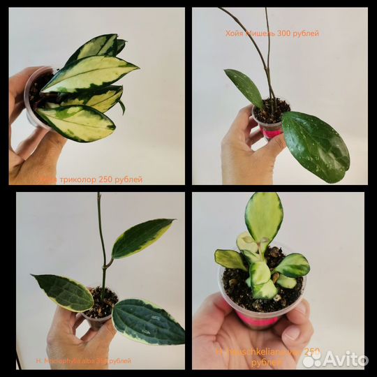 Хойя, разные виды