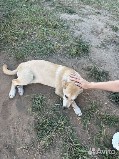 Дворянская