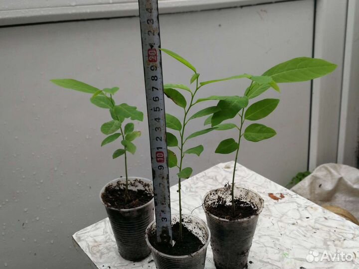 Анона чешуйчатая или сахарное яблоко