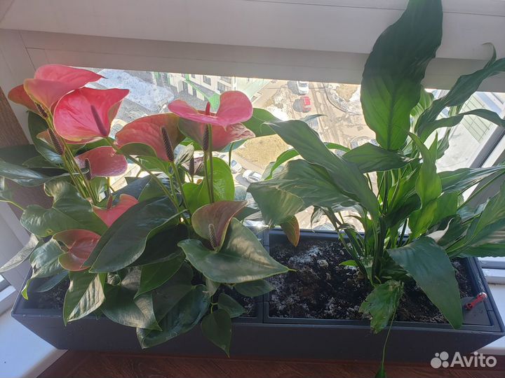 Кашпо подвесное Lechuza