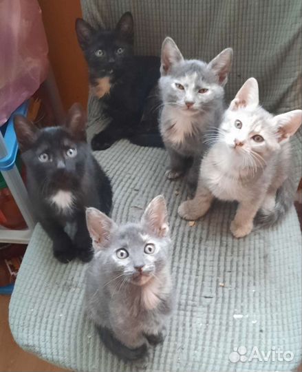 Котята в надёжные ручки