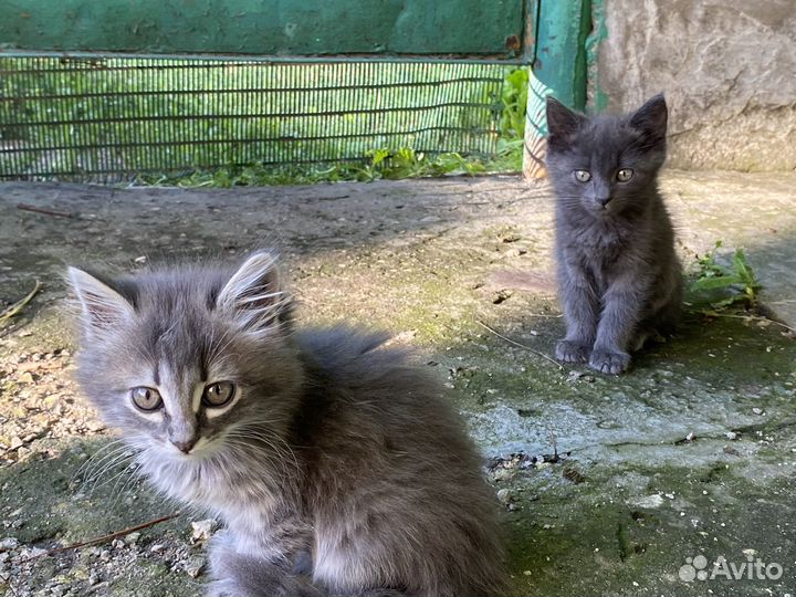 Отдам в добрые руки
