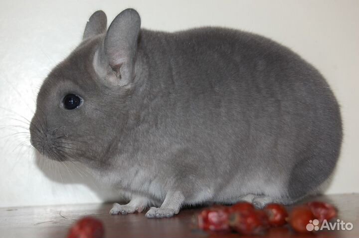 Продаются шиншиллы различных окрасов