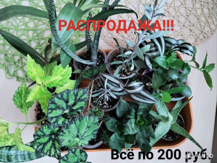 Разные комнатные растения, много видов