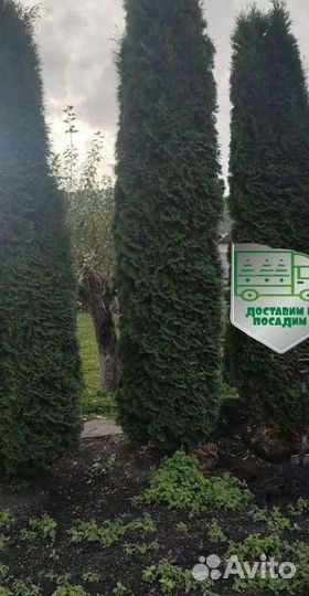 Туя Колумна