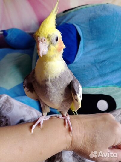 Попугай Корелла с клеткой