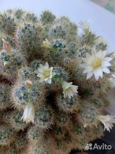 Кактусик. Цветущий