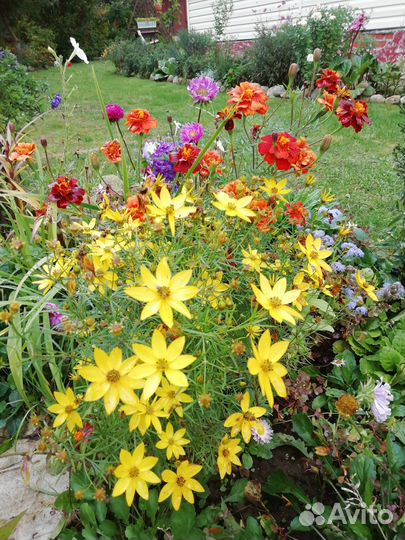 Цветы многолетники