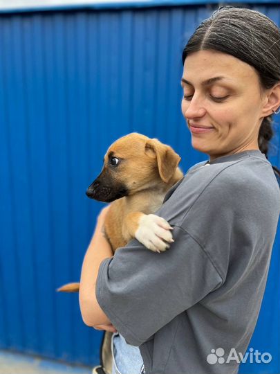 Щенок тедди