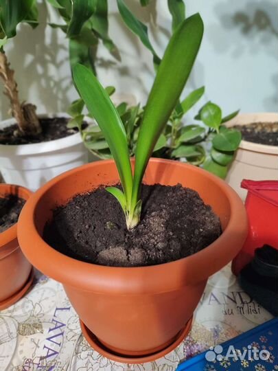 Комнатные цветы кливия