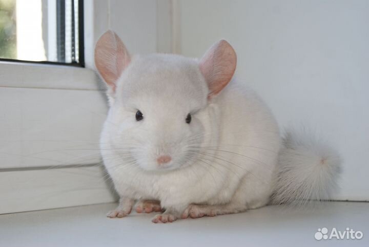 Шиншилла Белорозовый, нкпа, нф, нс