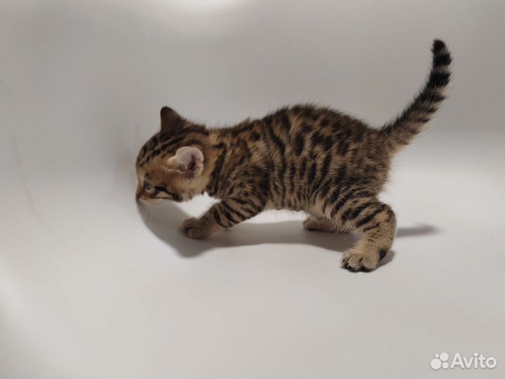 Бенгальские котята