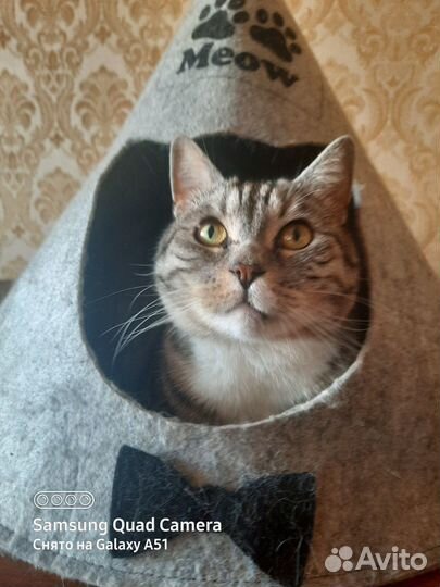 Передержка кошек, грызунов, птиц