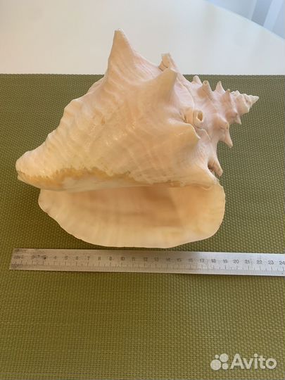 Больша морская раковина