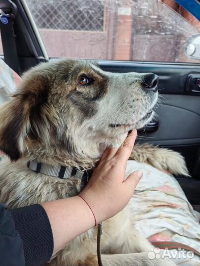 Отдам собаку в добрые руки