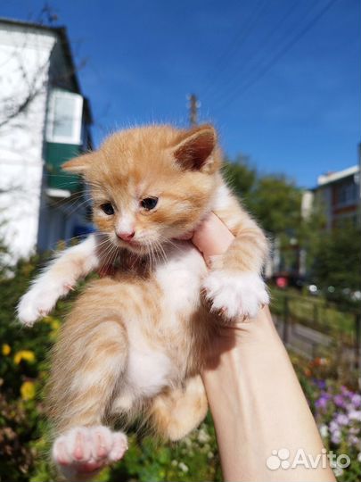 Котята в добрые руки