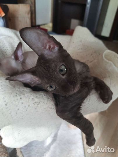 Котята Корниш рекс