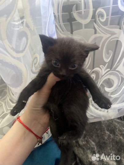 Котята в добрые руки две девочки(черную отдали)