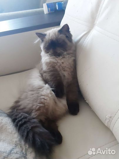 Шерсть кошачья от персидской кошки