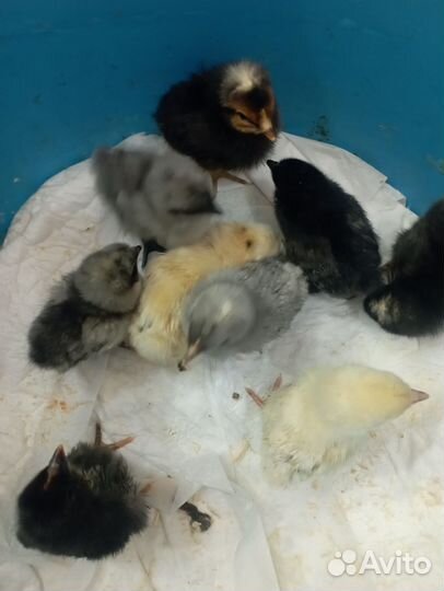 Цыплята суточные