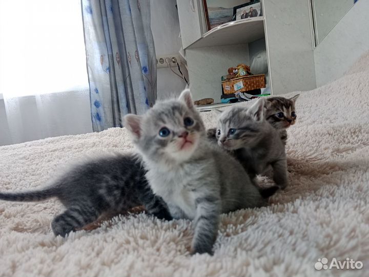 Котята