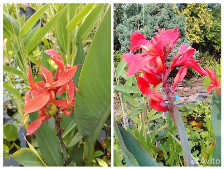 Растения для пруда. Нимфеи. Водный гиацинт