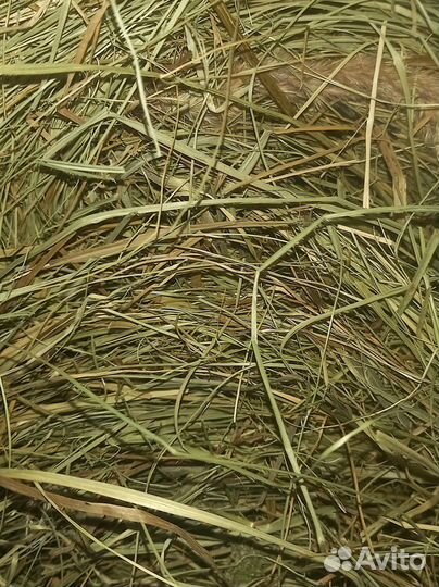 Сено отличного качества