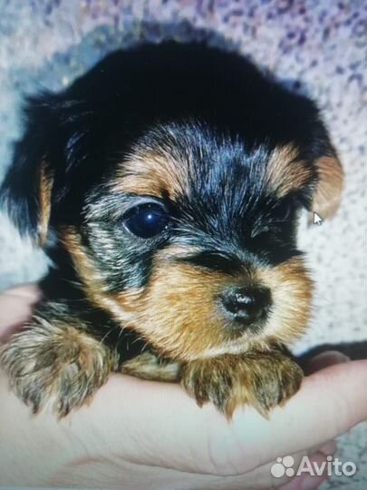 Готовятся к продаже