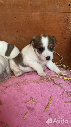 Собака щенок бесплатно