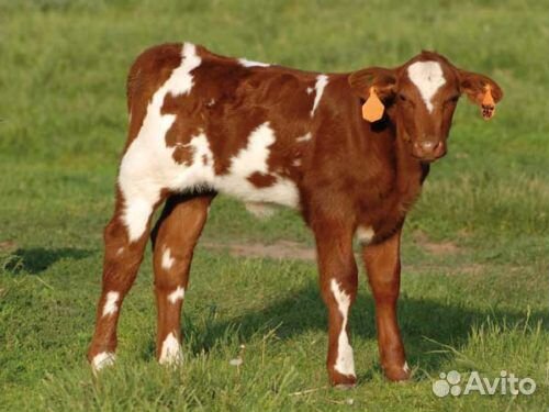 Бычки с доставкой