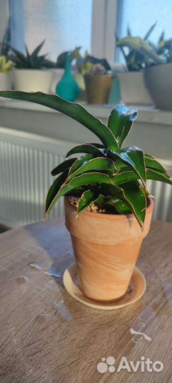 Сансевиерия сортовая