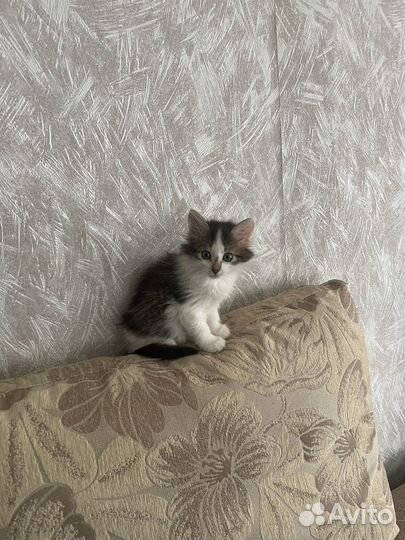 Кошки в добрые руки бесплатно