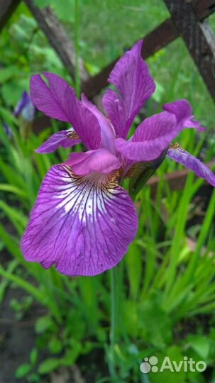 Многолетние растения