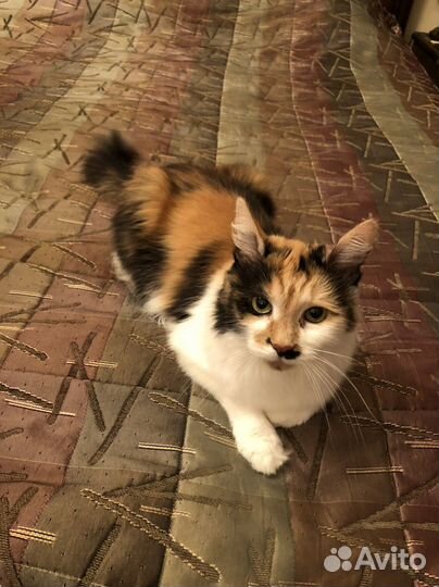 Кошечка в добрые руки