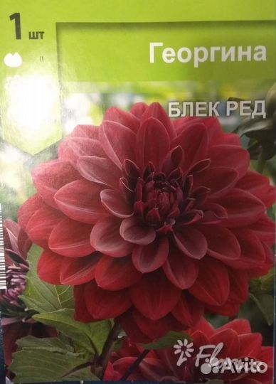 Клубни гоергин