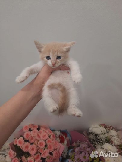 Кошки в добрые руки