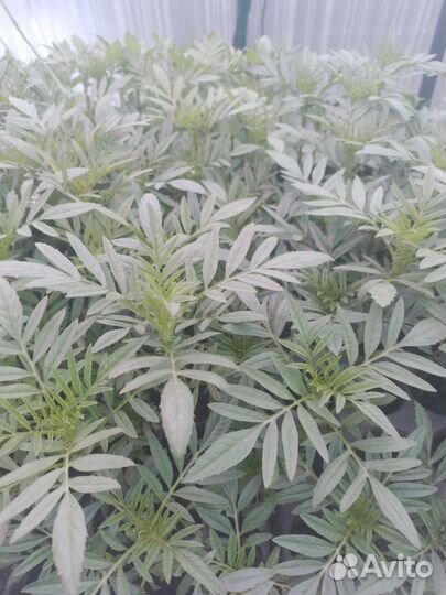 Рассада цветы и овощей