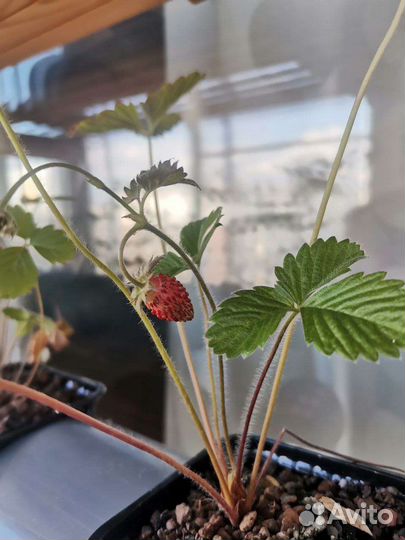 Гидропоника бу