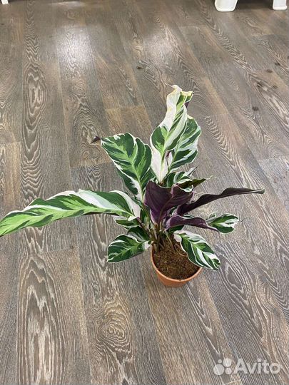 Калатея white fusion